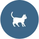 kotek